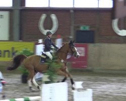 jumper Billionaire 2 (Oldenburg show jumper, 2005, from Balou du Rouet)