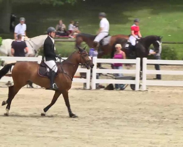 jumper Crossfire 17 (Oldenburg show jumper, 2005, from Carinue)