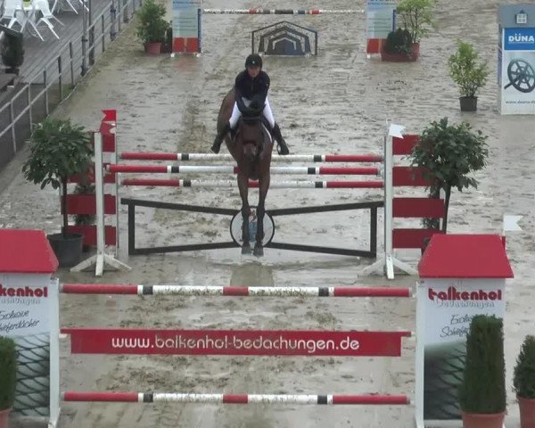jumper Quilando (Oldenburg show jumper, 2005, from Quintender 2)