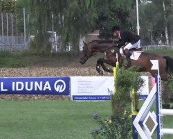 Springpferd Carlos CE (Oldenburger Springpferd, 2002, von Caretello B)