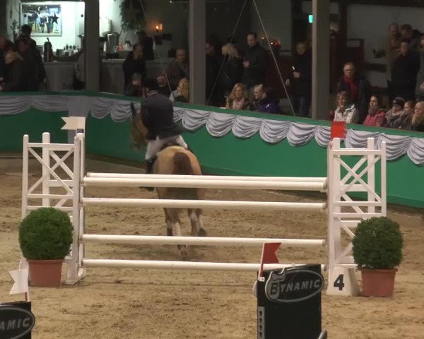 jumper For Gun (Oldenburg show jumper, 2006, from For Pleasure)