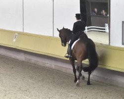 Cheval de dressage Roddick (Cheval de saut Oldenbourg, 2003, de Rocky)