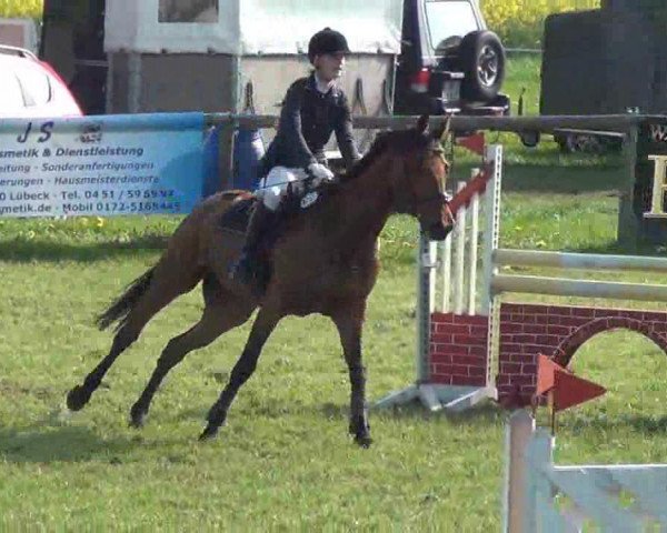 jumper Toulouse 65 (Oldenburg show jumper, 2003, from Fighting Alpha) jumper Toulouse 65 (Oldenburg show jumper, 2003, from Fighting Alpha)