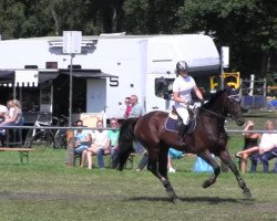 jumper Beaujolais du Ruet (Oldenburg, 2004, from Baloubet du Rouet)
