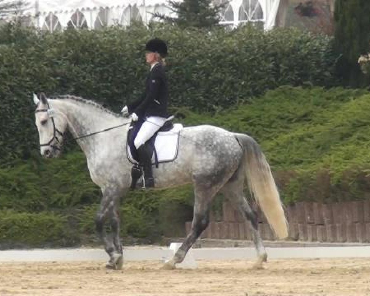 dressage horse Manilo (unknown, 2005)