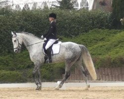 dressage horse Manilo (unknown, 2005)