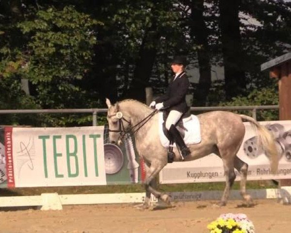 dressage horse Carat le Petit (Arab half breed / Partbred, 2006, from Carthago)