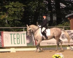 dressage horse Carat le Petit (Arab half breed / Partbred, 2006, from Carthago)