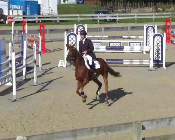 horse Coffee Kiss (German Warmblood, 2005, from Cavallieri xx)