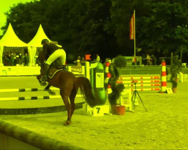 stallion Floyd 57 (German Warmblood, 2004, from Friedericus Rex)