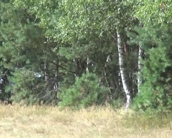Dressurpferd Morgendonner (Deutsches Reitpferd, 2007, von Matchello)