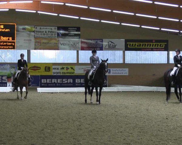 dressage horse Amy Macdonald (German Warmblood, 2002, from All Pleasur)