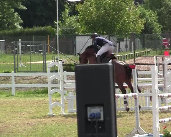 jumper Rapsodia 3 (German Warmblood, 2004, from Richi Fleur) jumper Rapsodia 3 (German Warmblood, 2004, from Richi Fleur)
