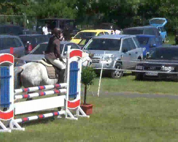 jumper Faradai's Dior (German Warmblood, 2003, from Consens)