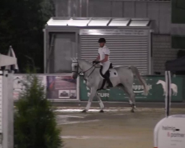 jumper That's Theo S (German Warmblood, 2000, from Tishyno) jumper That's Theo S (German Warmblood, 2000, from Tishyno)