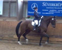 jumper Norbert Zed (German Warmblood, 2006, from Chagallo's Charming Boy)