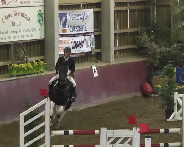 Springpferd Scheckfleck (Deutsches Reitpferd, 2003, von Star Trek)