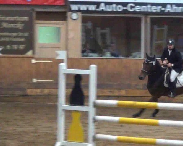 jumper Zyrelyka (German Warmblood, 2004, from Cyper Space)
