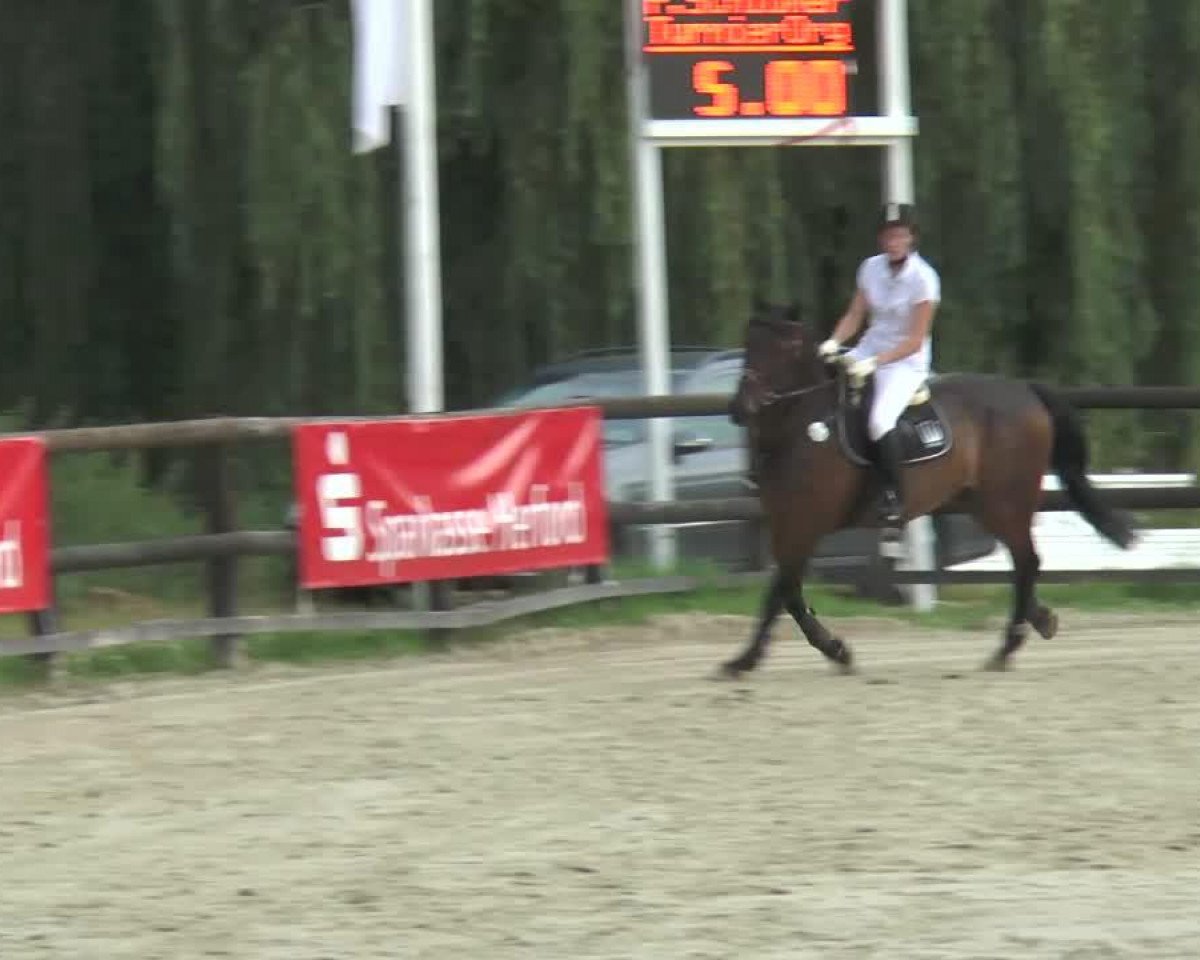 horse Cosimo 27 (German Warmblood, 2000, from Calimbo)