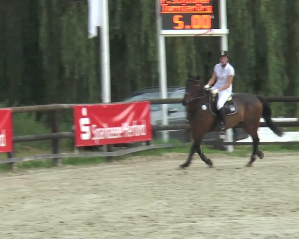 horse Cosimo 27 (German Warmblood, 2000, from Calimbo)