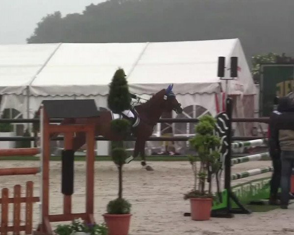 jumper Mr. Quintero (German Warmblood, 2005, from Millenium d'en Haut)