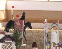 jumper Nelli Kim von d (German Riding Pony, 2005, from Marlo)