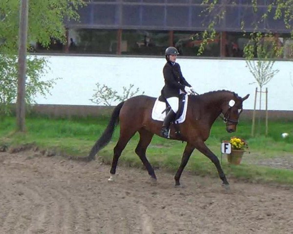 dressage horse Carlito's Way 3 (German Warmblood, 2007, from Opernball)