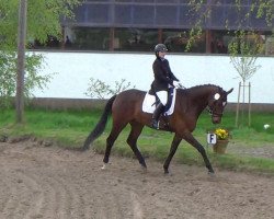 dressage horse Carlito's Way 3 (German Warmblood, 2007, from Opernball)