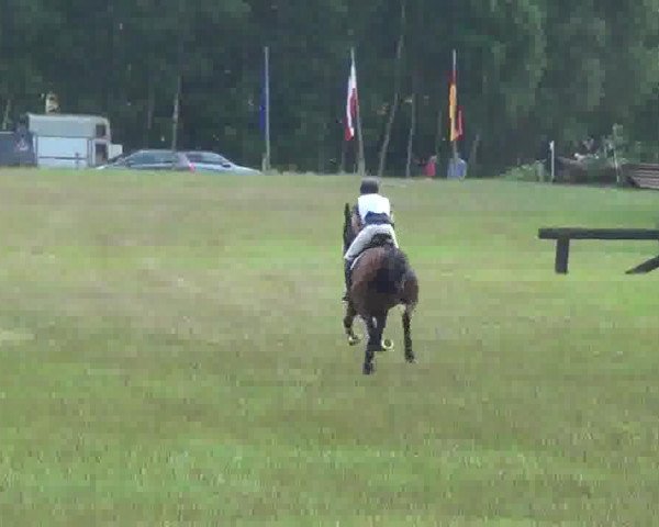Dressurpferd Boqito (Deutsches Reitpferd, 2007, von Betel xx) Dressurpferd Boqito (Deutsches Reitpferd, 2007, von Betel xx)