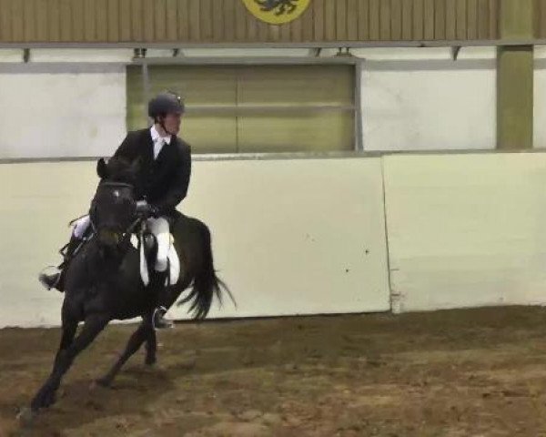 jumper Cerasus Cetana (Trakehner, 2001, from Velasquez)