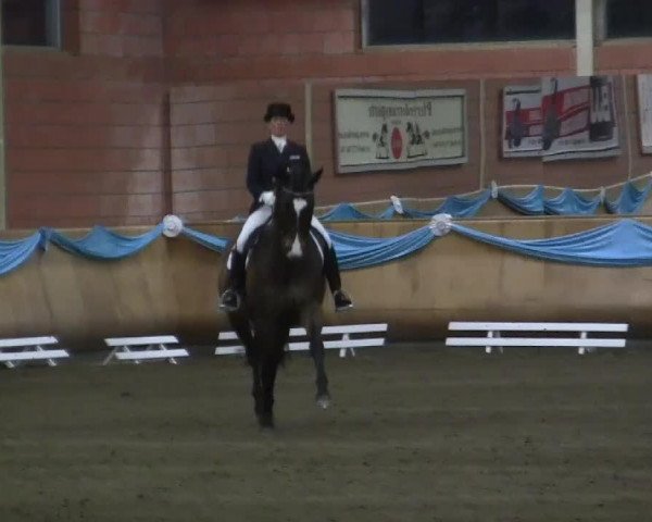 dressage horse Brequet (Trakehner, 2004, from Tivano)