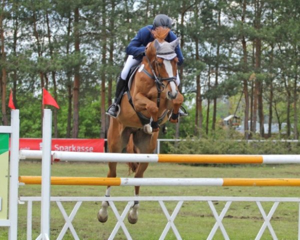 jumper Dekan 34 (Mecklenburg, 2008, from Dramatiker)