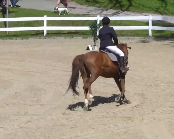 jumper Libelle Rouge (Trakehner, 2002, from Oxford)