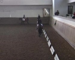 Dressurpferd Feuerzauber 39 (Trakehner, 2007, von Lehndorff's)