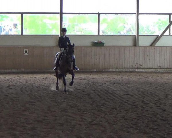Dressurpferd Goldap 22 (Trakehner, 2007, von King Arthur TSF)
