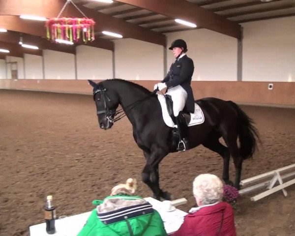 dressage horse El Gardo (Trakehner, 2004, from Kasparow) dressage horse El Gardo (Trakehner, 2004, from Kasparow)