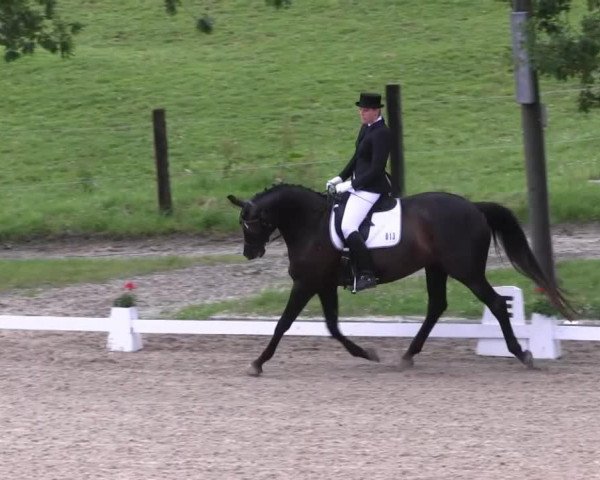 dressage horse Patrizia 71 (Trakehner, 2004, from K2 T)
