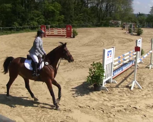 jumper Eiskoenigin II (Trakehner, 2001, from Grand Prix)