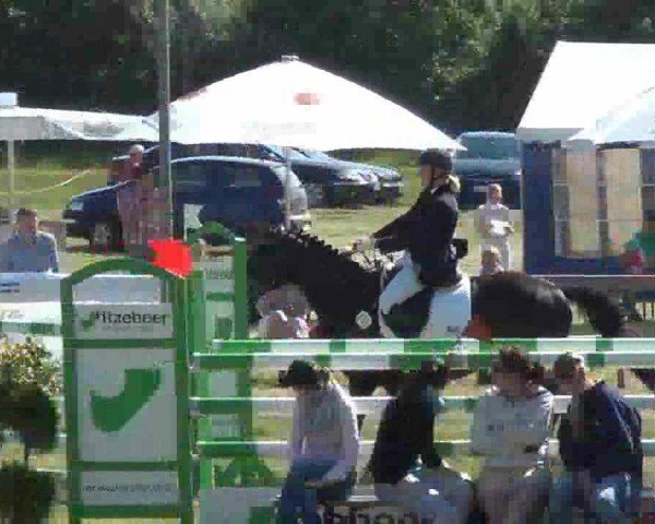 Dressurpferd Sibelius 12 (Trakehner, 2000, von Domhardt)