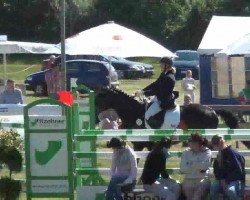 dressage horse Sibelius 12 (Trakehner, 2000, from Domhardt)