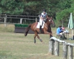 jumper Concordia III (Trakehner, 2005, from Connery)