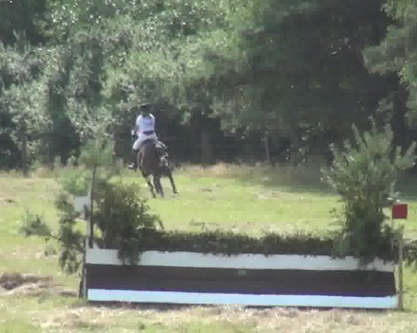 dressage horse Remix 3 (Trakehner, 2002, from Benz) dressage horse Remix 3 (Trakehner, 2002, from Benz)