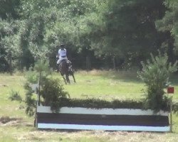 dressage horse Remix 3 (Trakehner, 2002, from Benz)