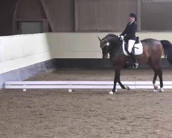 dressage horse Harams Kalif (Noble Warmblood, 2002, from Haram Ibn Halima ox)