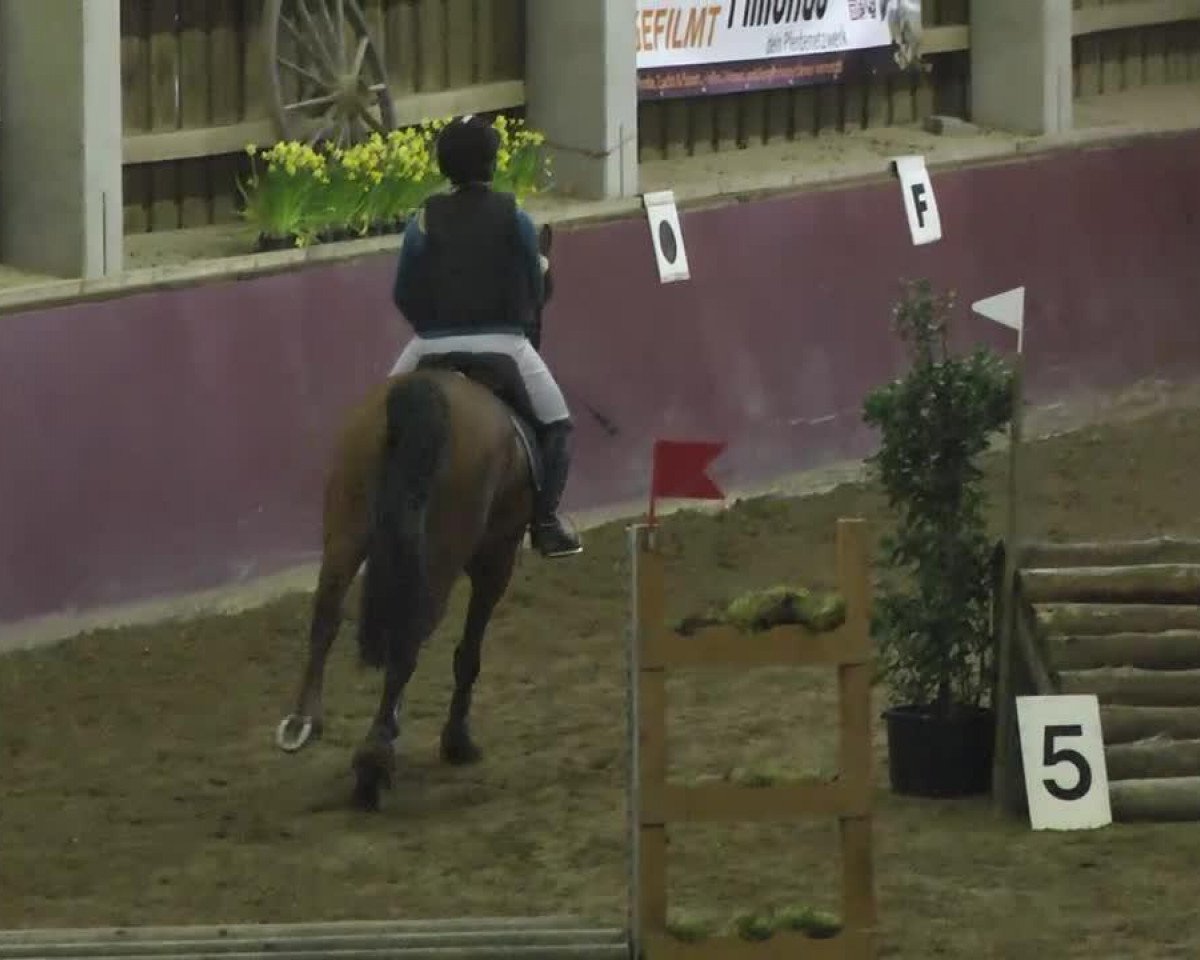 jumper Machaera ox (Arabian purebred, 2002, from Mandei ox)