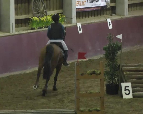 jumper Machaera ox (Thoroughbred, 2002, from Mandei ox)