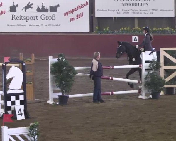 jumper Thorpe xx (Thoroughbred, 2000, from Dictator's Song xx)
