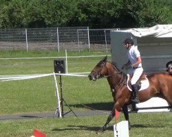 Deckhengst Cha Cha B Z (Zangersheide Reitpferd, 2005, von Chin Chin)