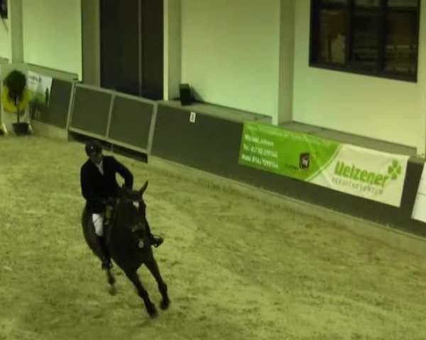 jumper Matine 9 (Hungarian Warmblood, 2000, from Le Matin) jumper Matine 9 (Hungarian Warmblood, 2000, from Le Matin)