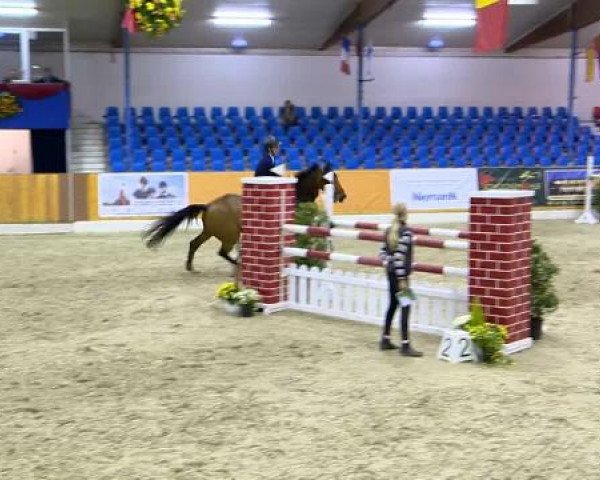Springpferd Catapult Z (Zangersheide Reitpferd, 2001, von Caretano Z)
